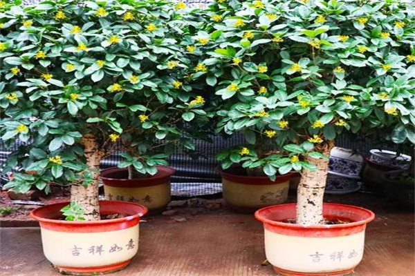门口宜放什么植物