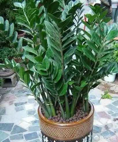 旺财风水植物