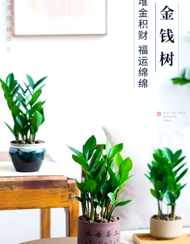 科普展现:店铺风水植物招财（店铺招财绿植）