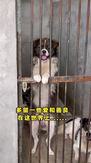 来到这个世上,狗狗死后多久可以投胎重新来到这个世上