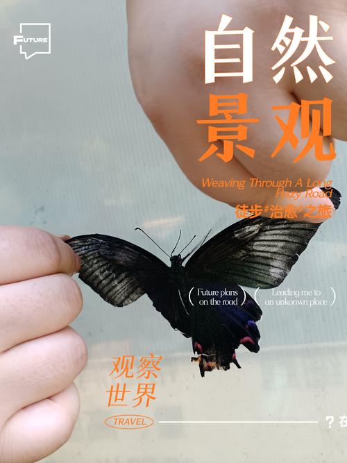 黑蝴蝶的故乡,黑蝴蝶的故乡bgm